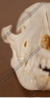 photo reference of skull 0026